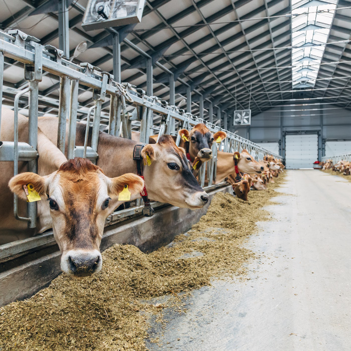 cows-in-barn-feeding